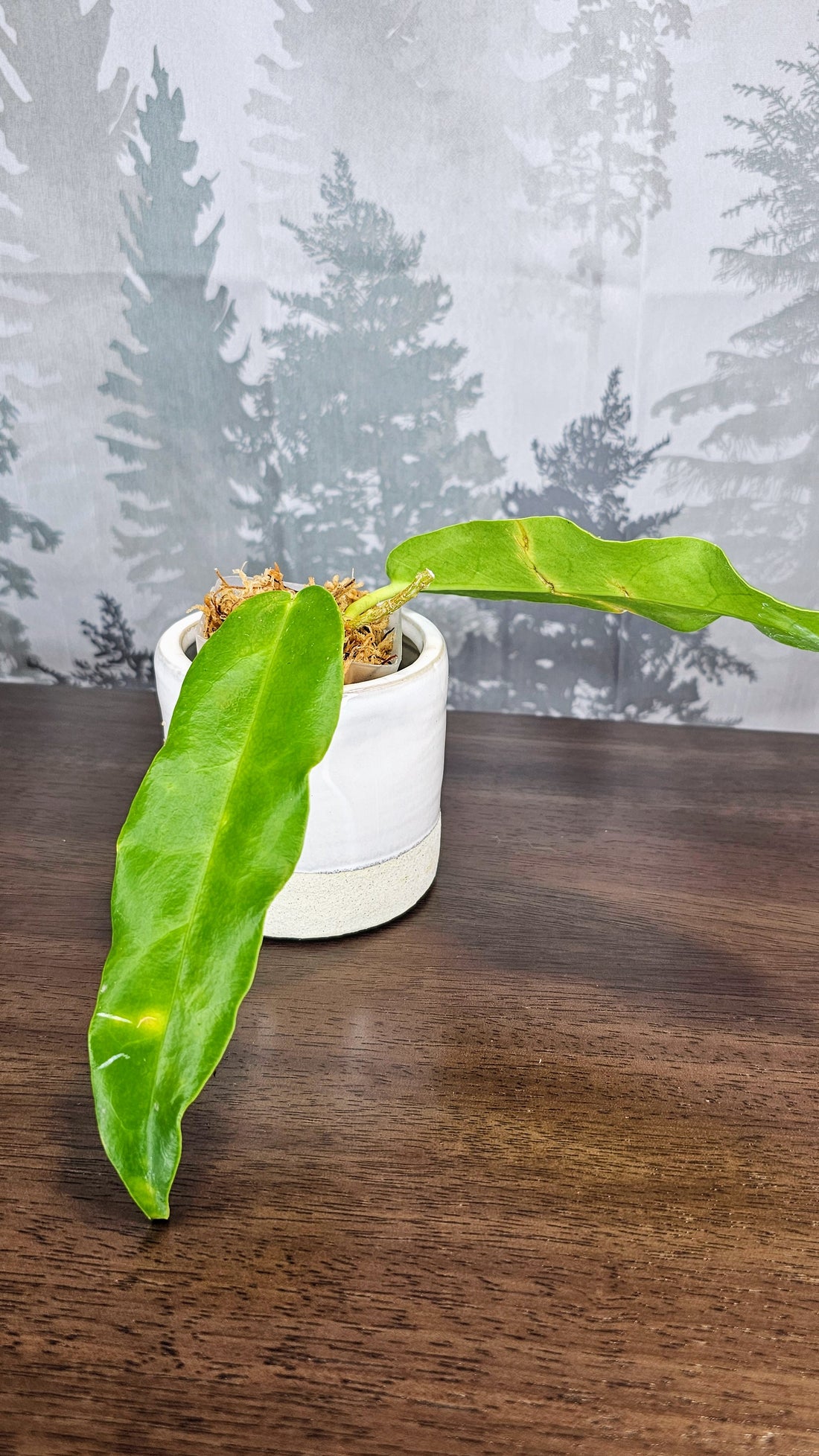 Hoya archboldiana pink (WA 25)
