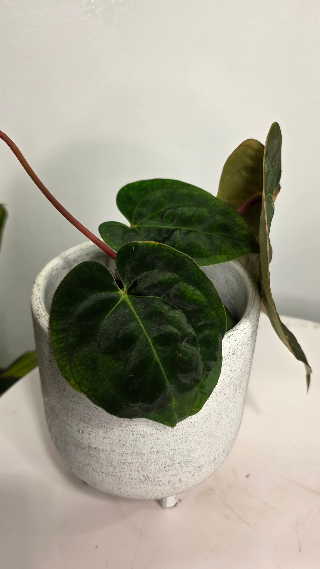 Anthurium Besseae aff x Papillilaminum