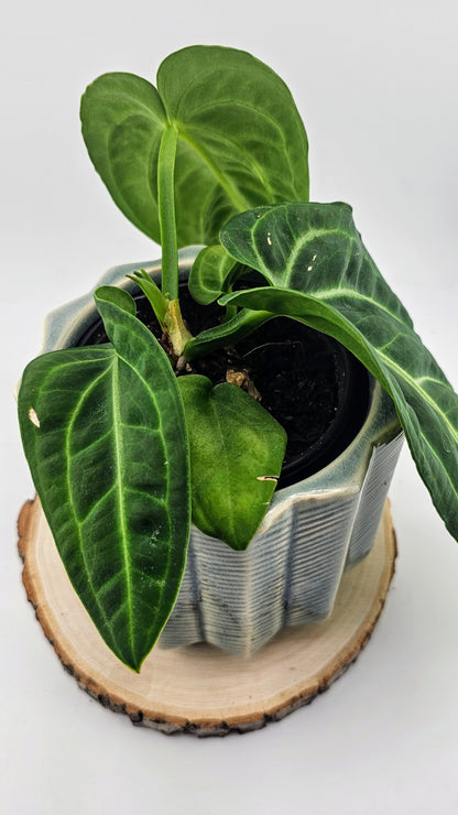 Anthurium Villenaorum 4&quot;