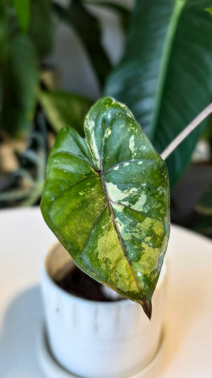 Alocasia Yucatan Princess Variegated (B)