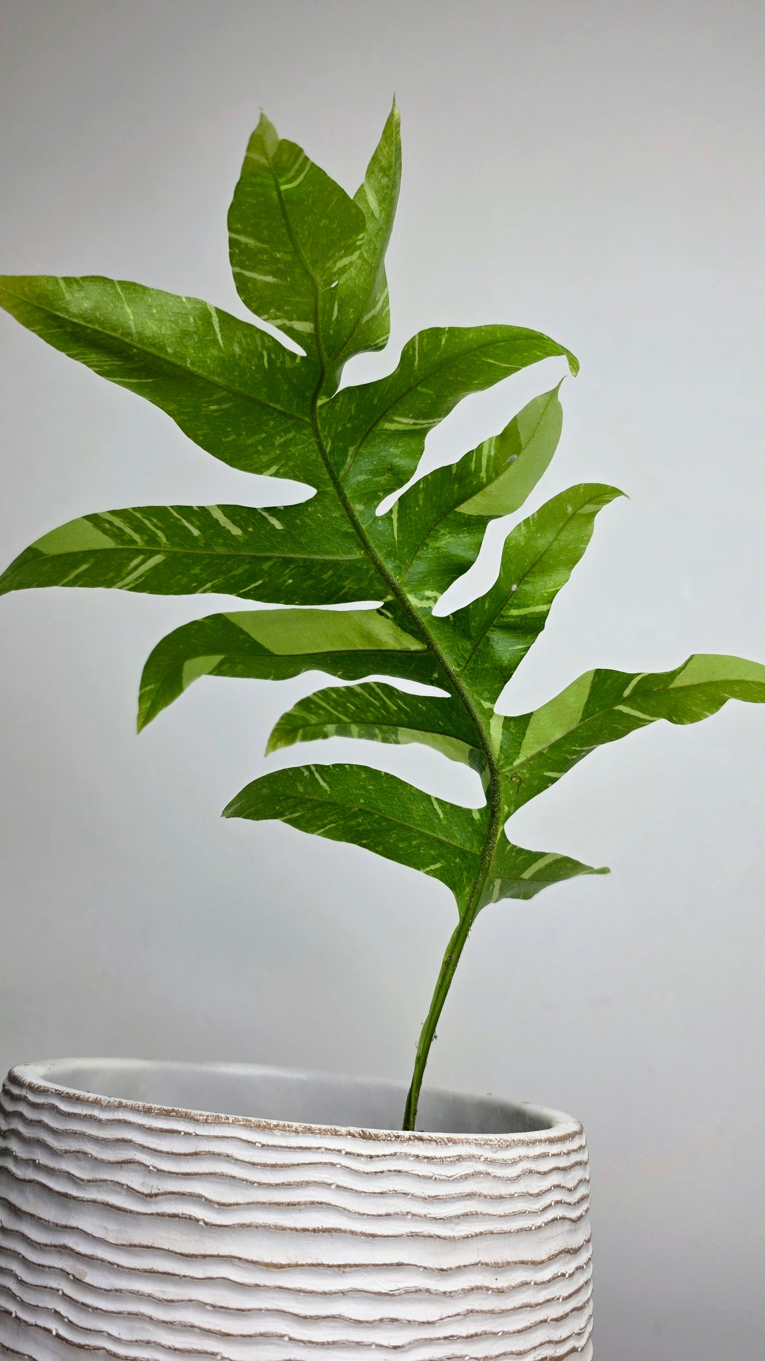 Drynaria quercifolia variegated (Oak Leaf Fern Variegated) A