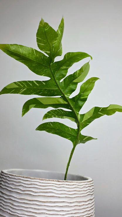 Drynaria quercifolia variegated (Oak Leaf Fern Variegated) A