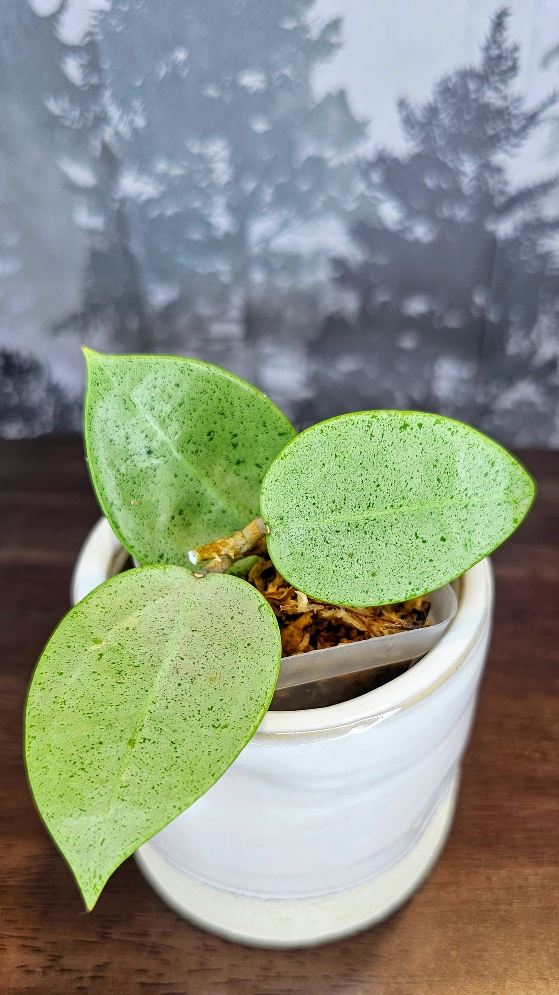 Hoya Parasitica Silver Ghost (WH 35)