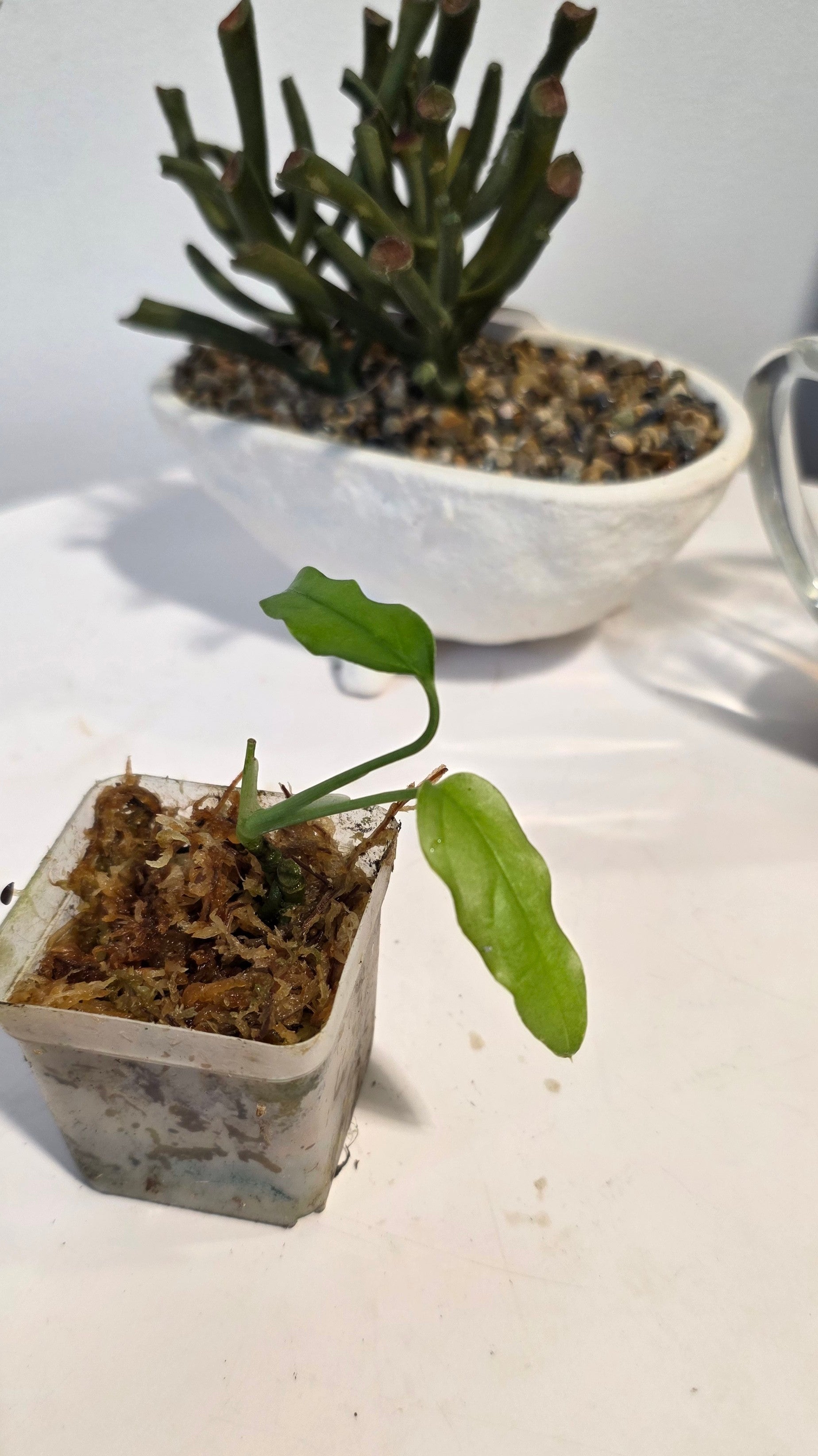 Monstera Obliqua Amazonas "B"