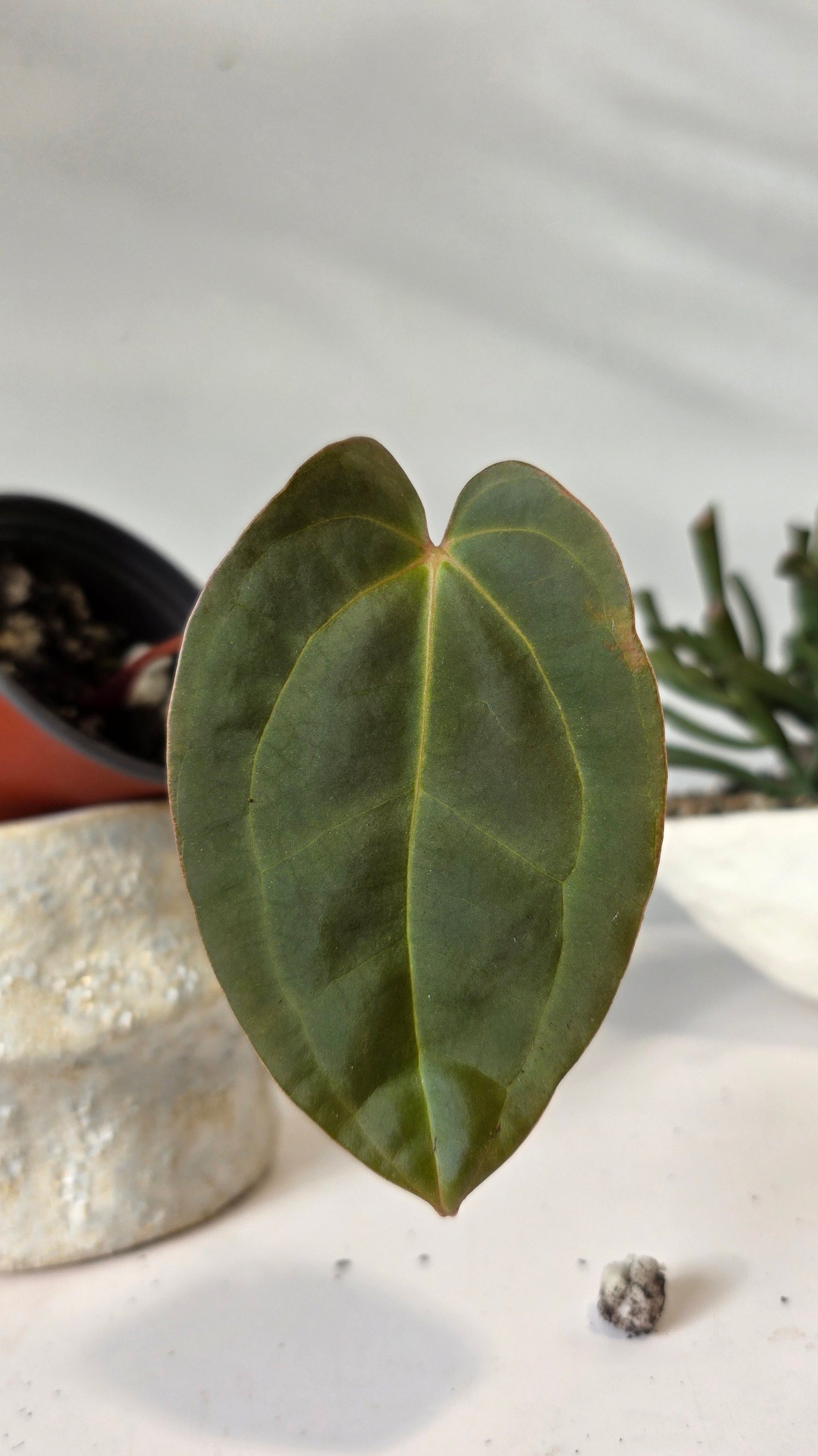 Anthurium Eureka x Papillilaminum "a"
