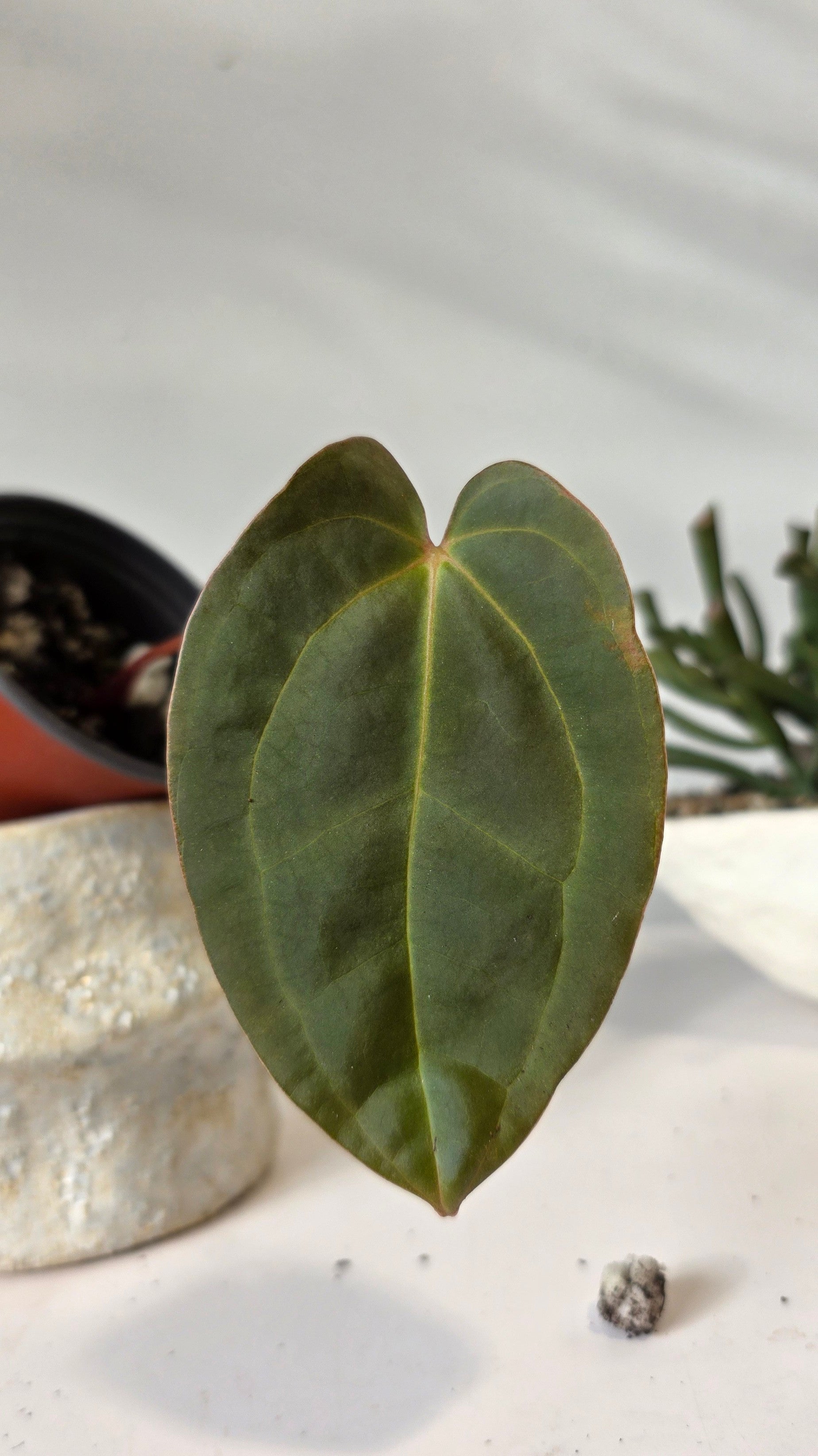 Anthurium Eureka x Papillilaminum "a"