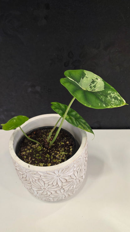 Alocasia Silver Dragon Tri-color D