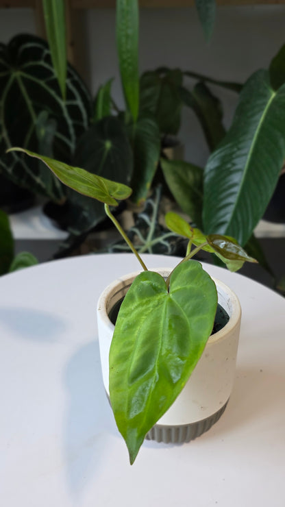 Anthurium Crystallinum X Dressleri (A)