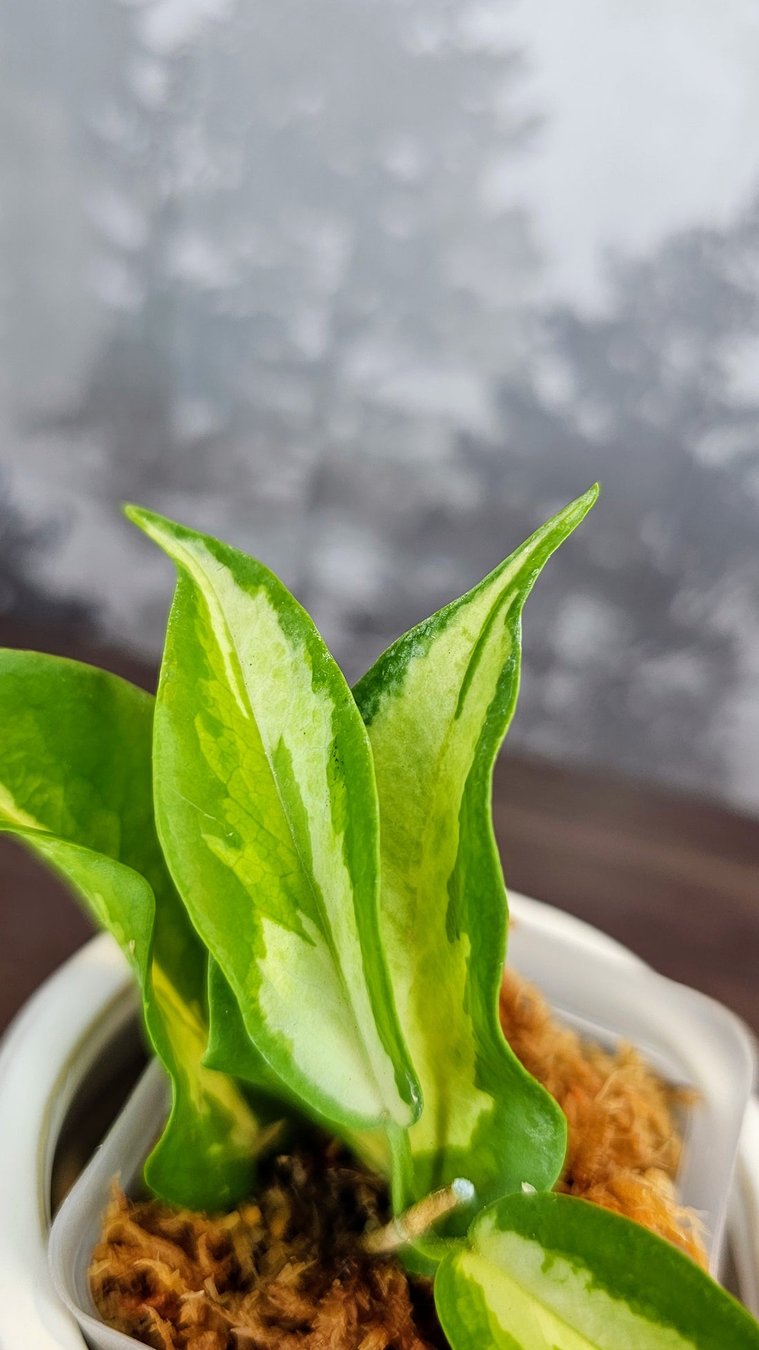Hoya kenejiana inner variegated (WH 28)