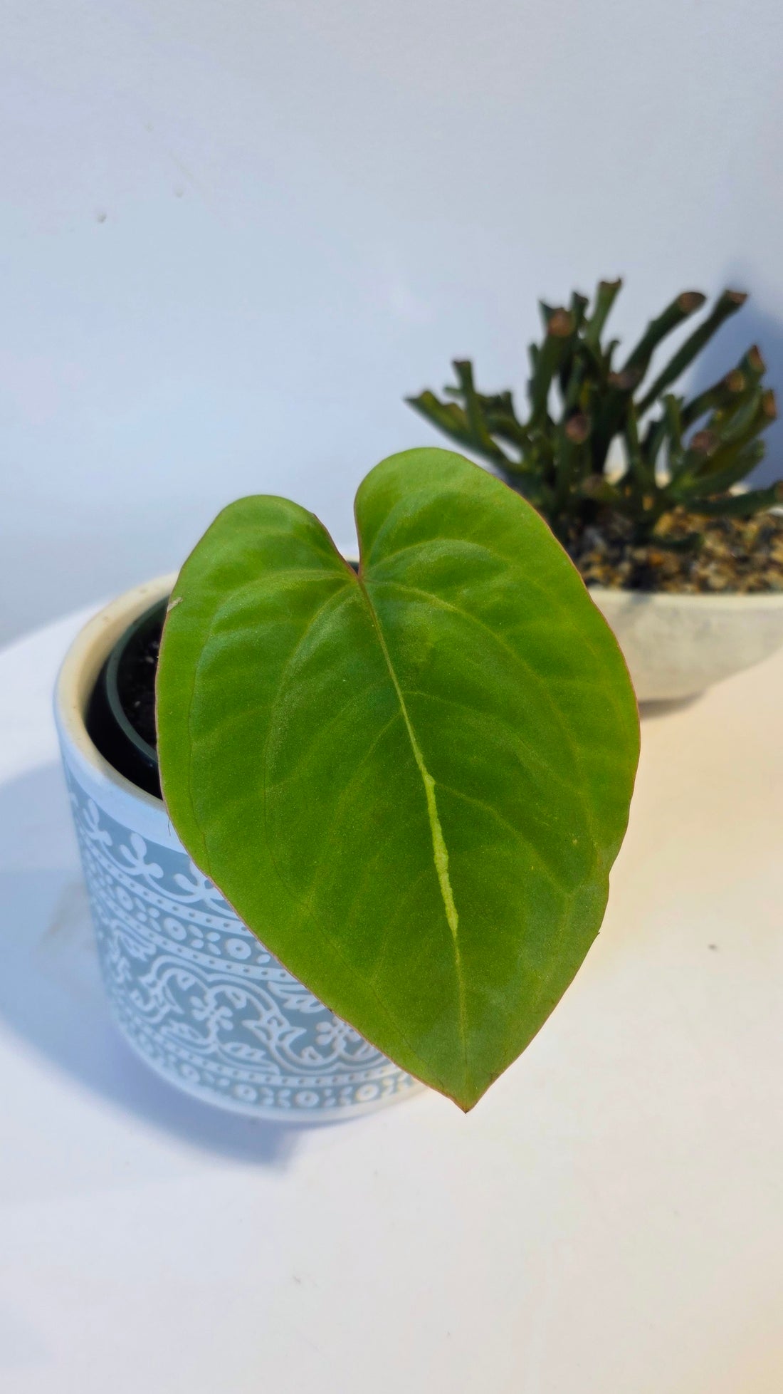 Anthurium dressleri (E)