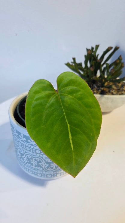 Anthurium dressleri (E)