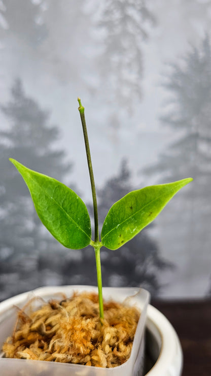 Hoya Paradisea (WA24)