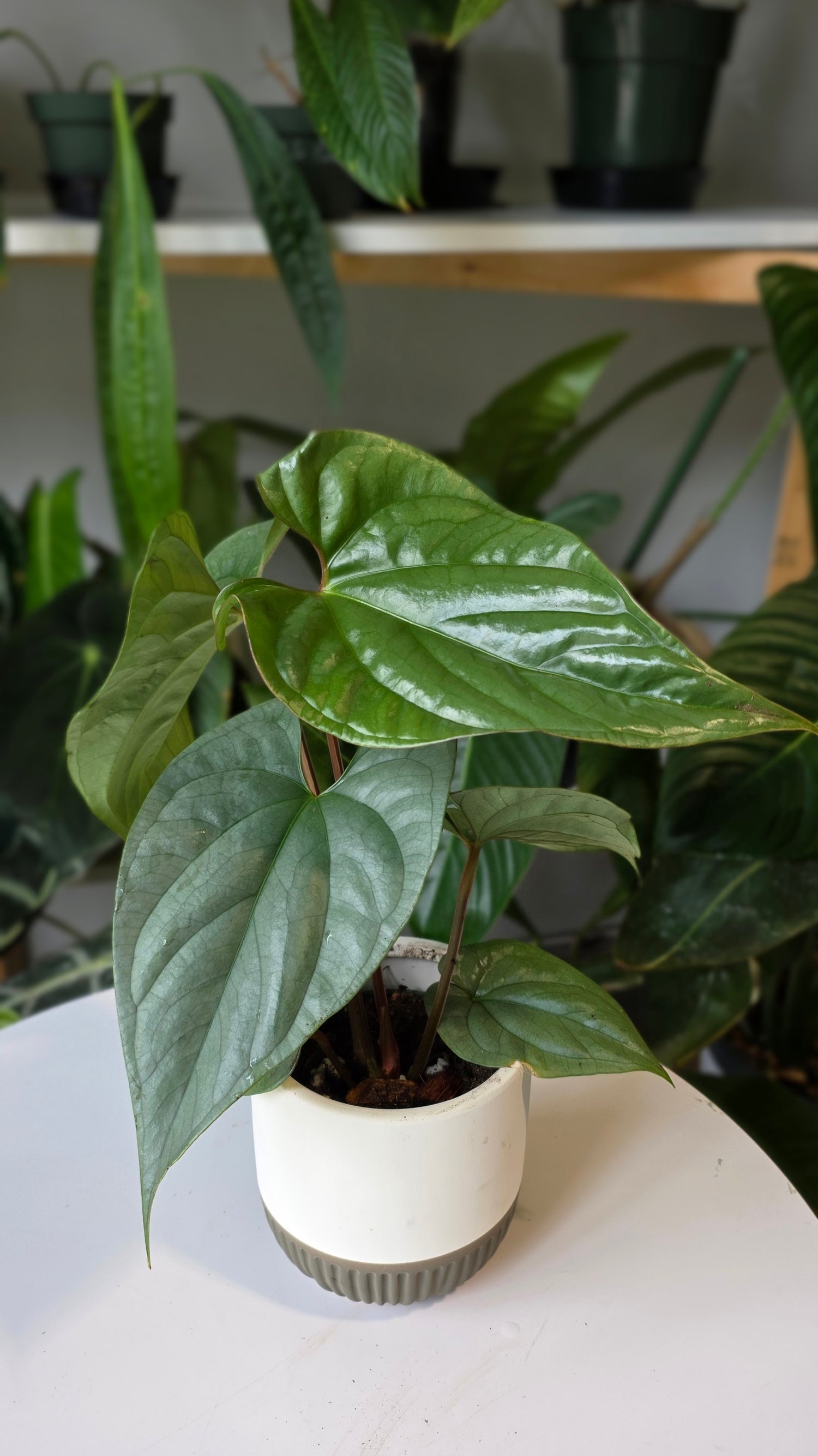Anthurium sp. Silver Peru (E)