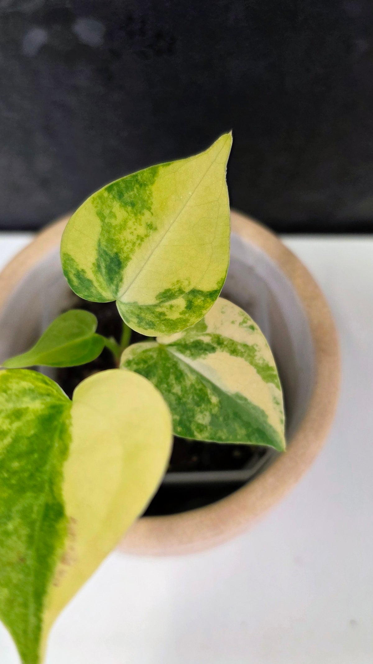 Anthurium Clarinervium Variegated A