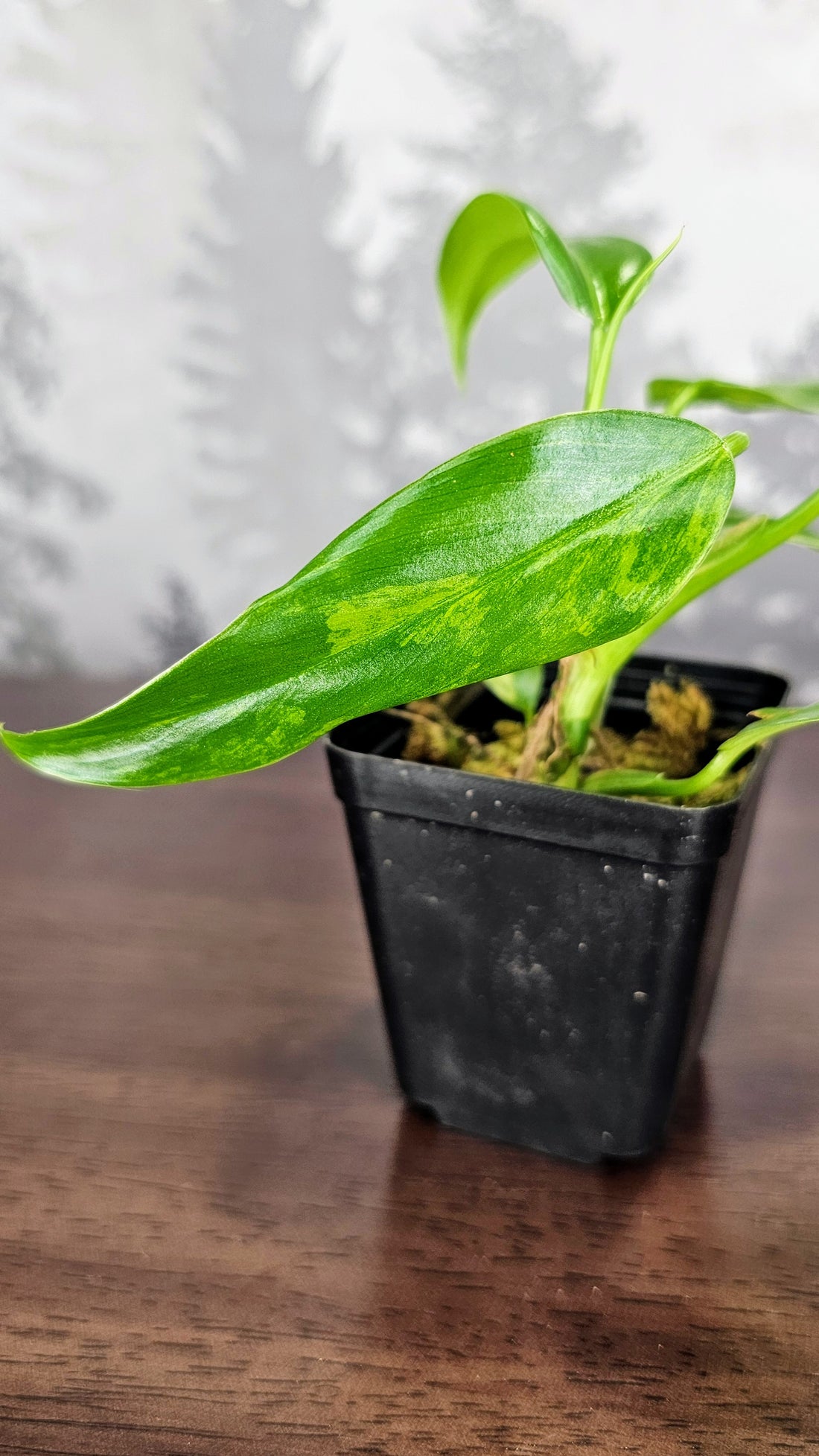 Philodendron Domesticum (WPD02)