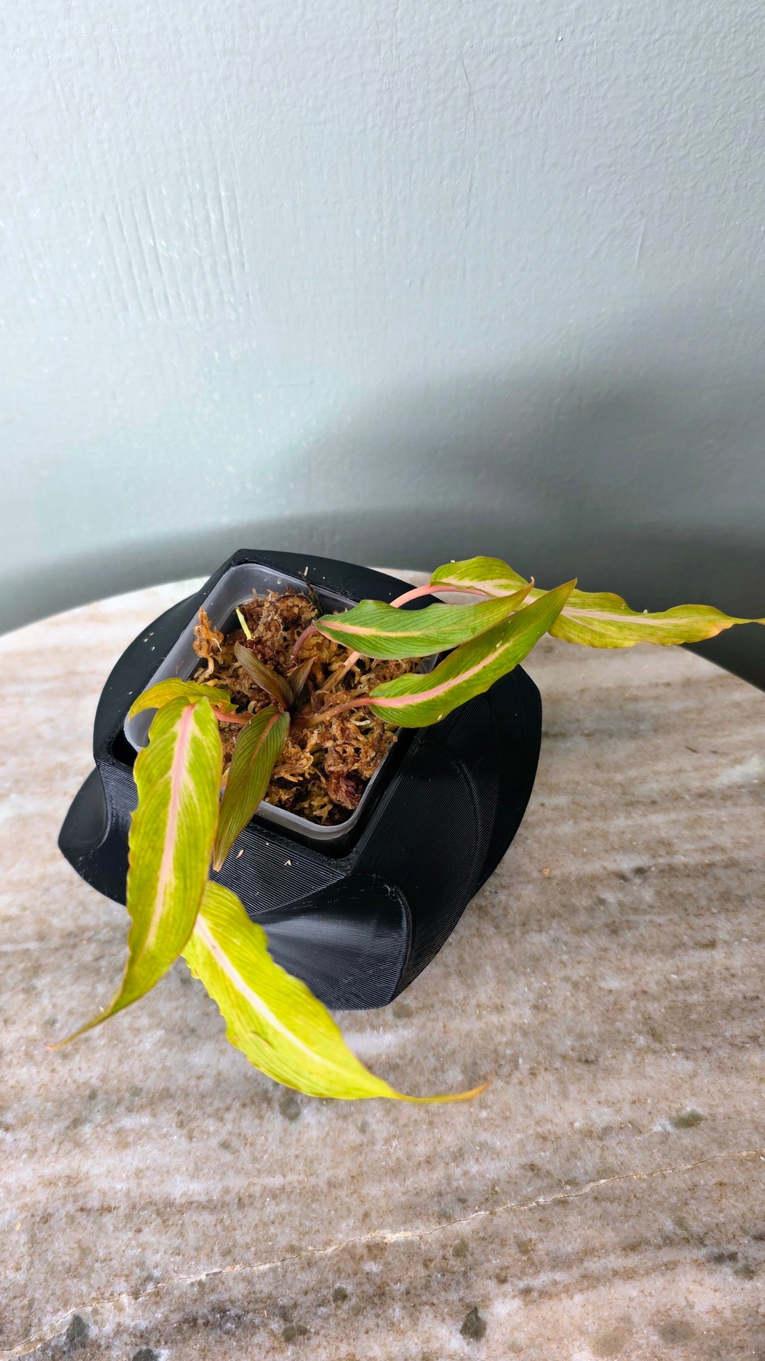 Homalomena sp. Papua