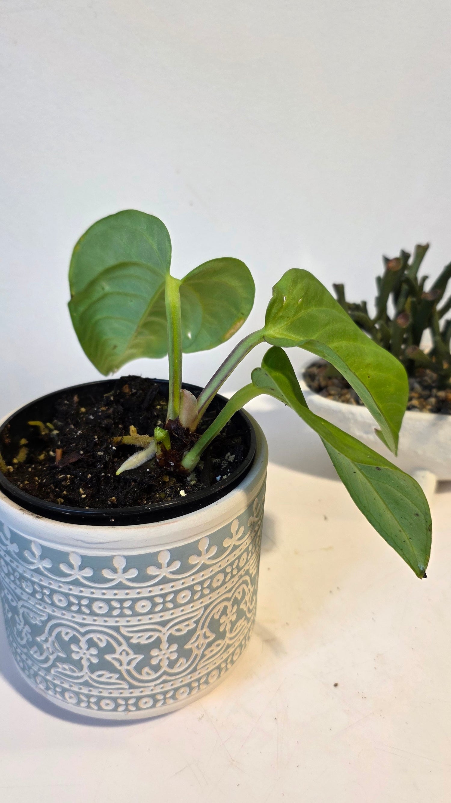 Anthurium pulcachense