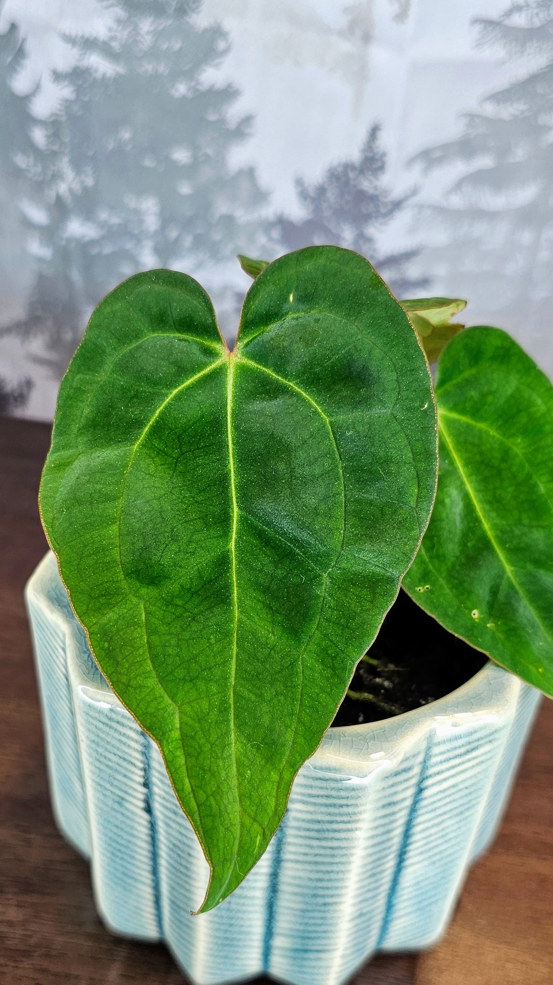 Anthurium Ace of Spades Dark Form (A3)