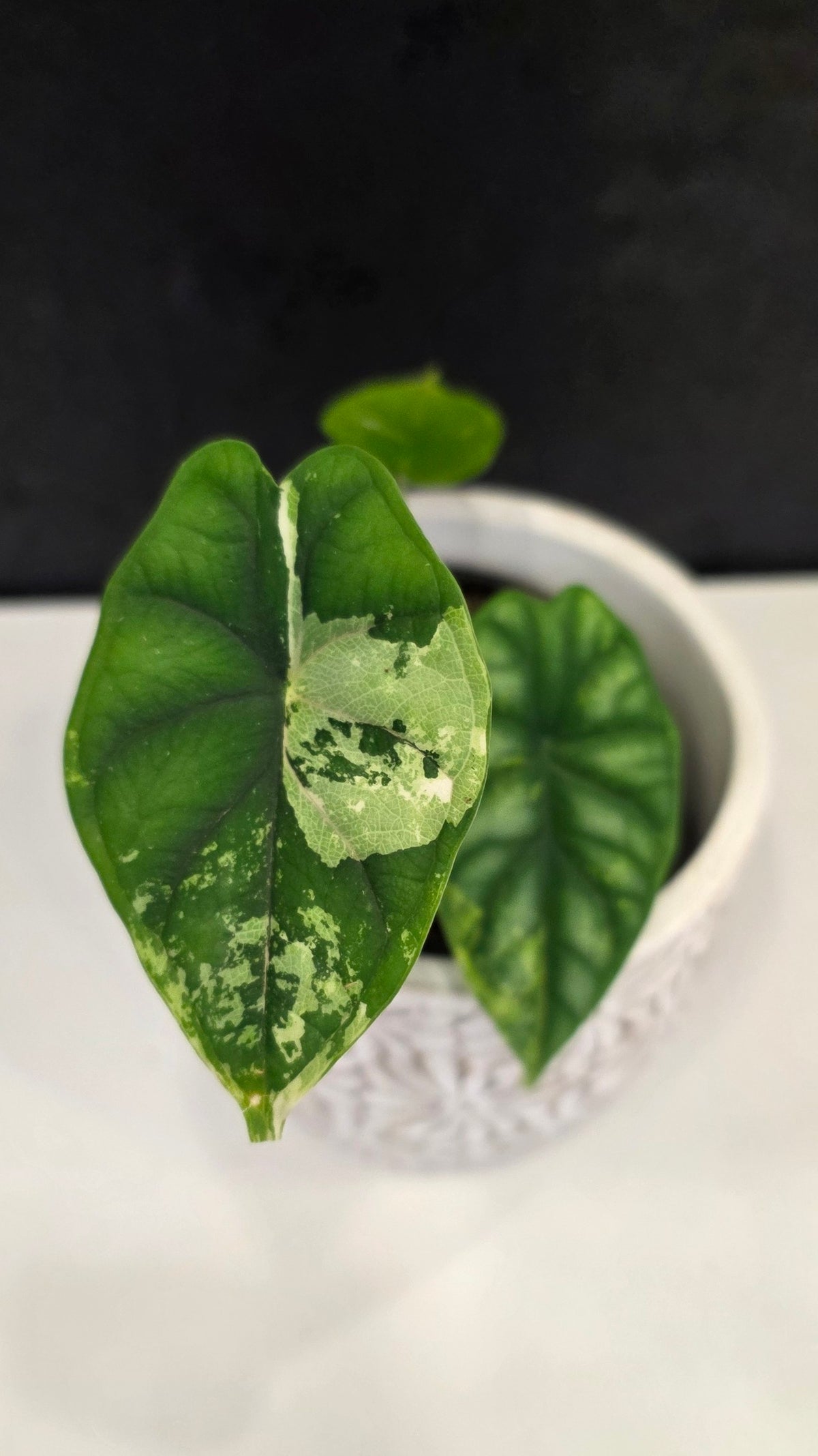 Alocasia Silver Dragon Tri-color D