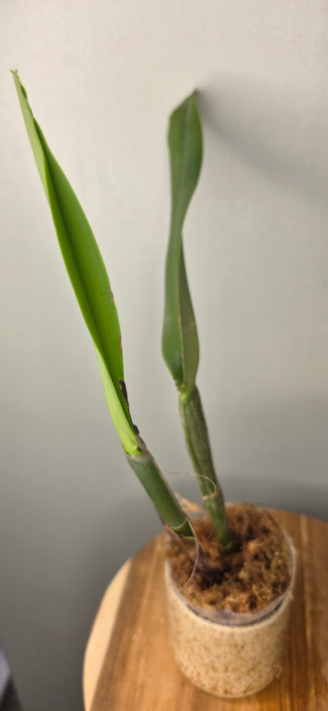 Cattleya maxima
