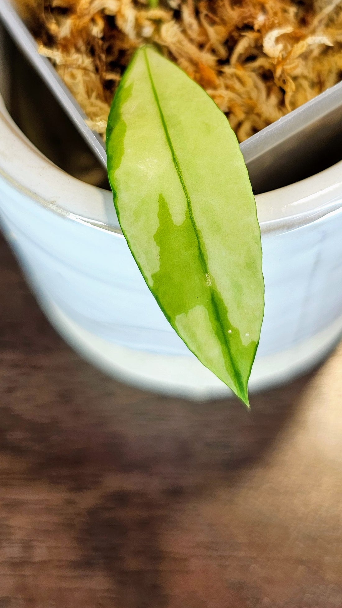 Hoya walliniana variegated (WH45)