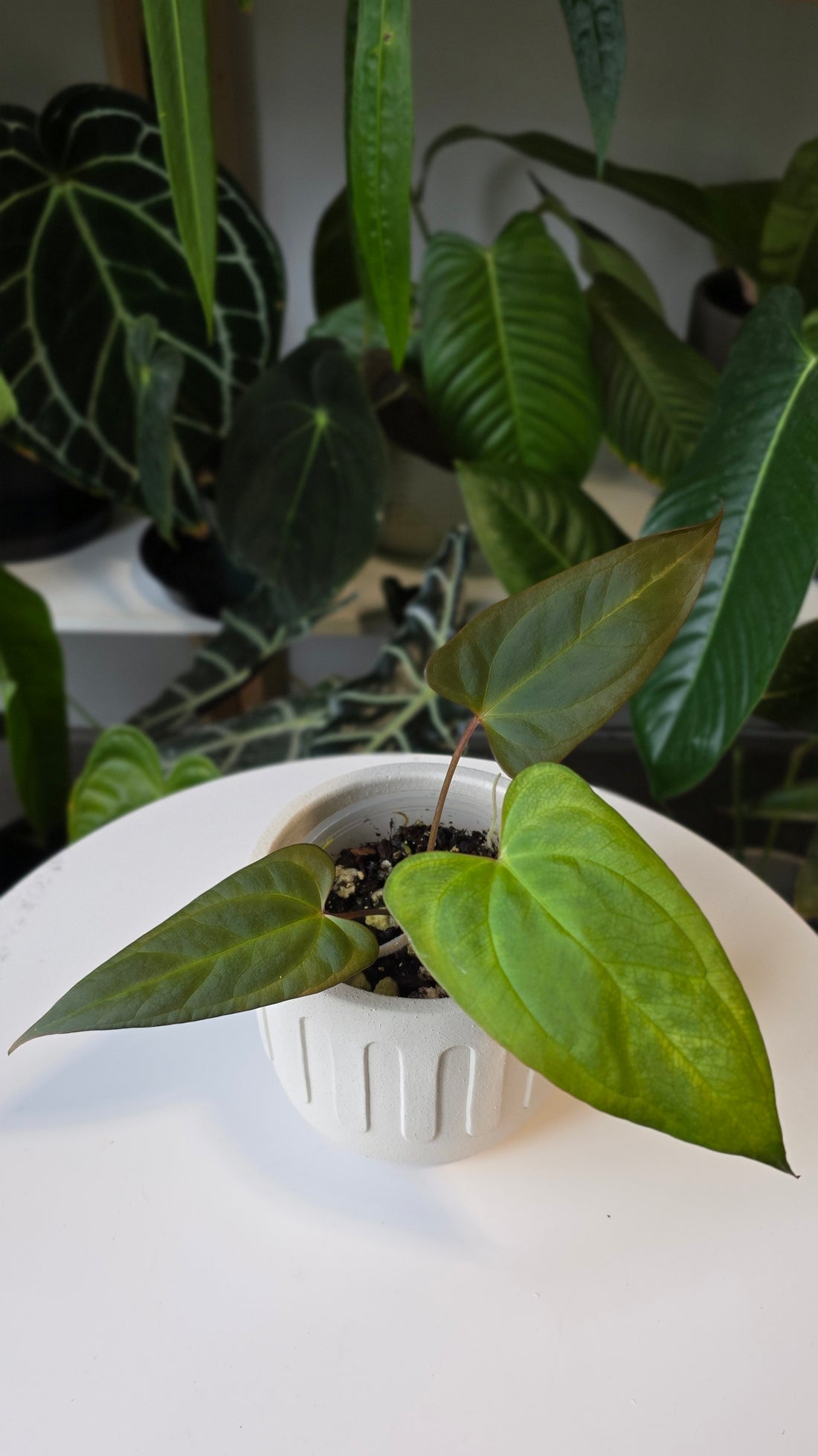 Anthurium ralph lynam x red vein dark phoenix (A)