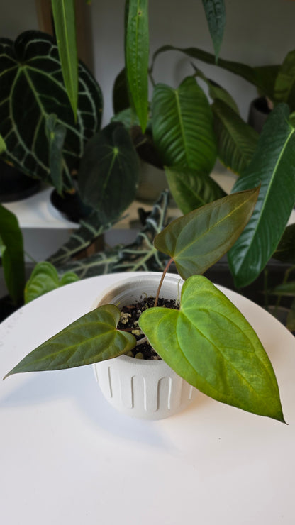 Anthurium ralph lynam x red vein dark phoenix (A)