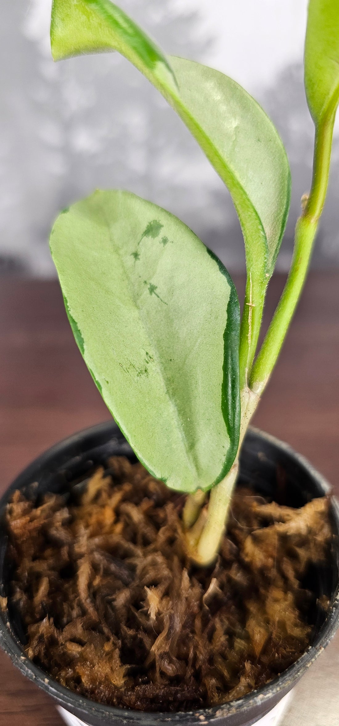 Hoya AH 074 (WH01)