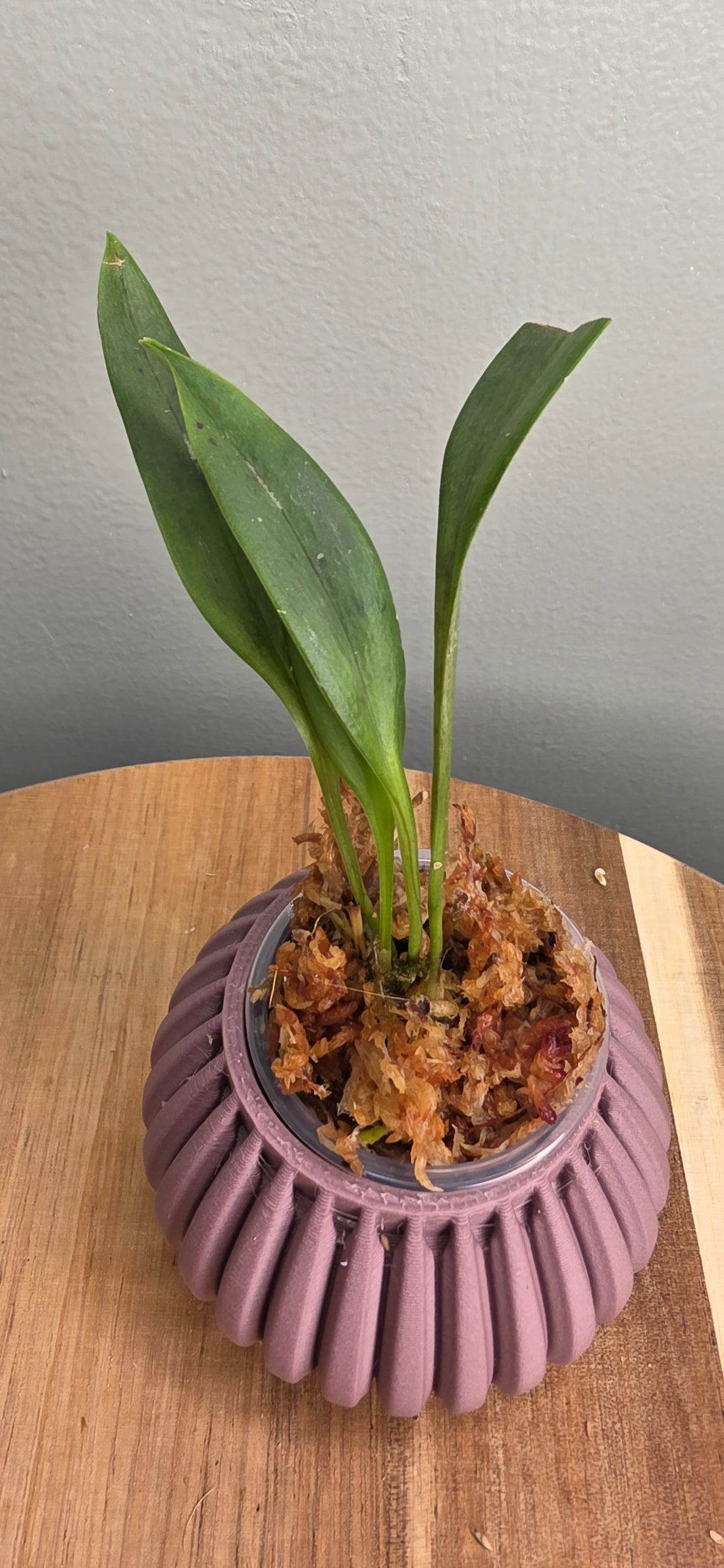 Masdevallia patula