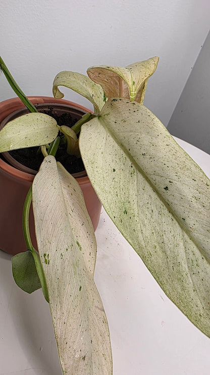 Philodendron Snowdrift Variegated C