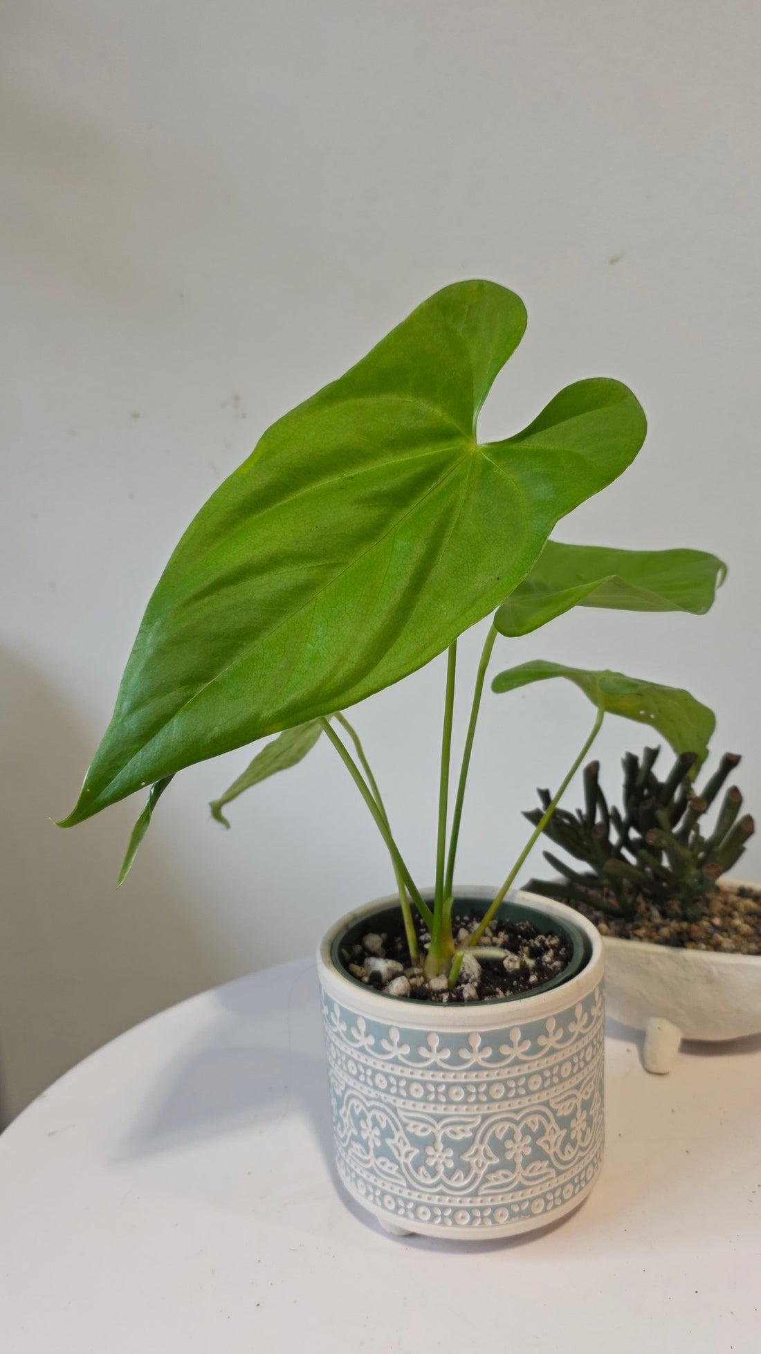 Anthurium nigrolaminum lime