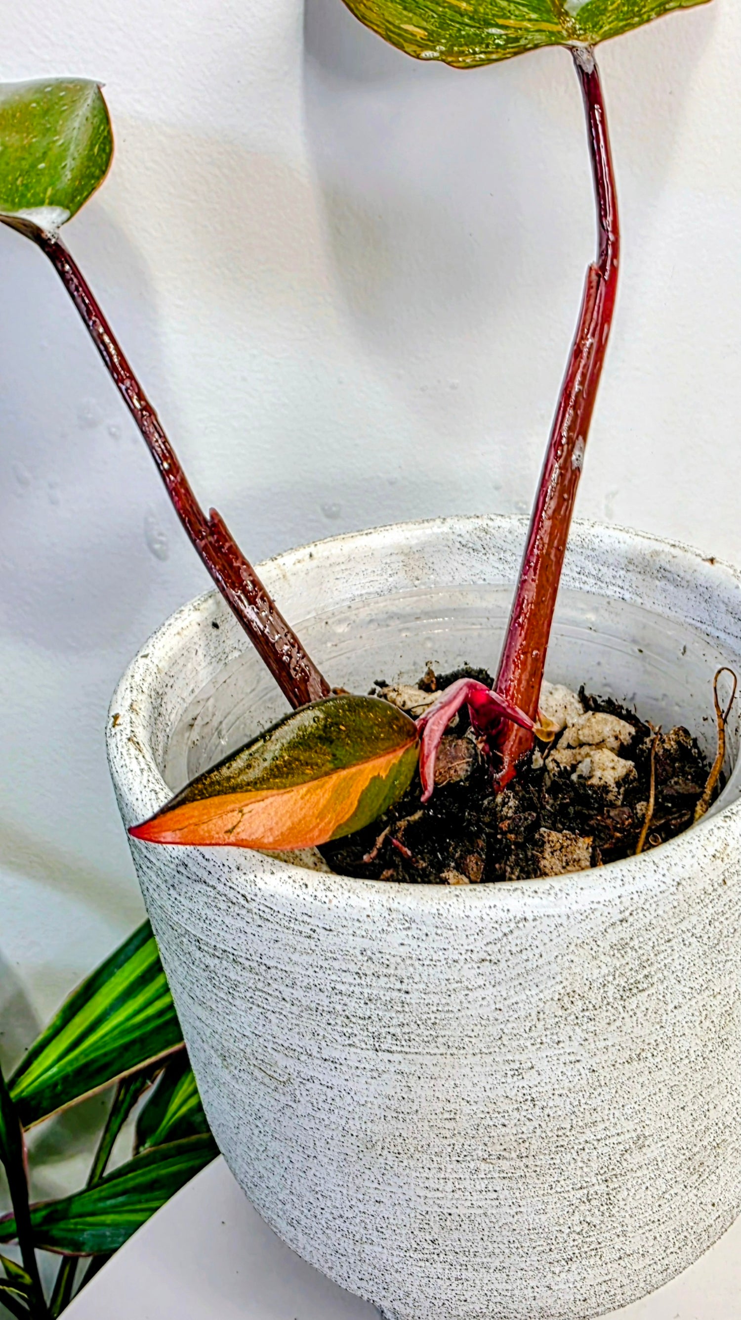 Philodendron Orange Princess B