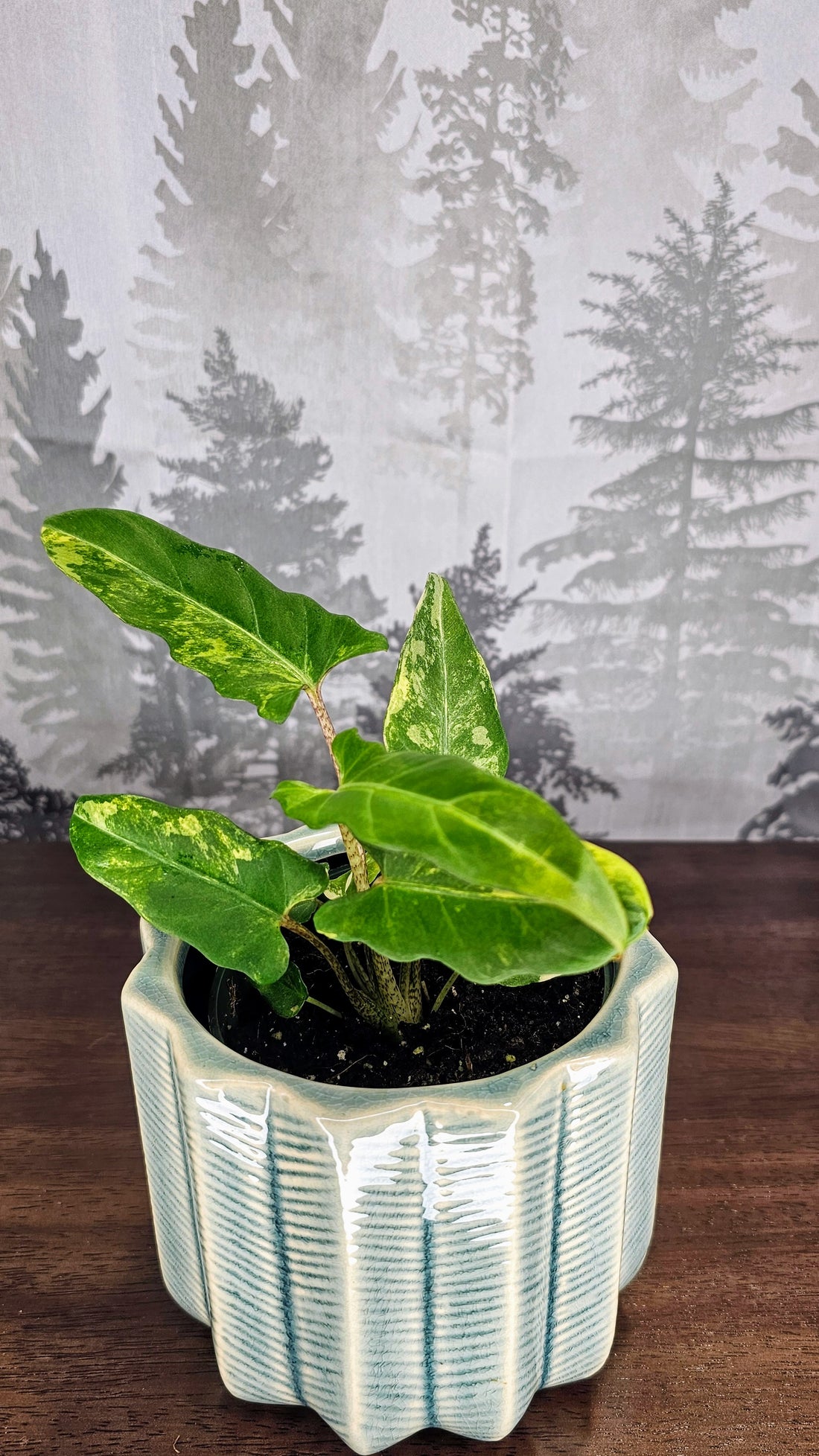 Alocasia Lauterbachiana Aurea Variegated (A3)