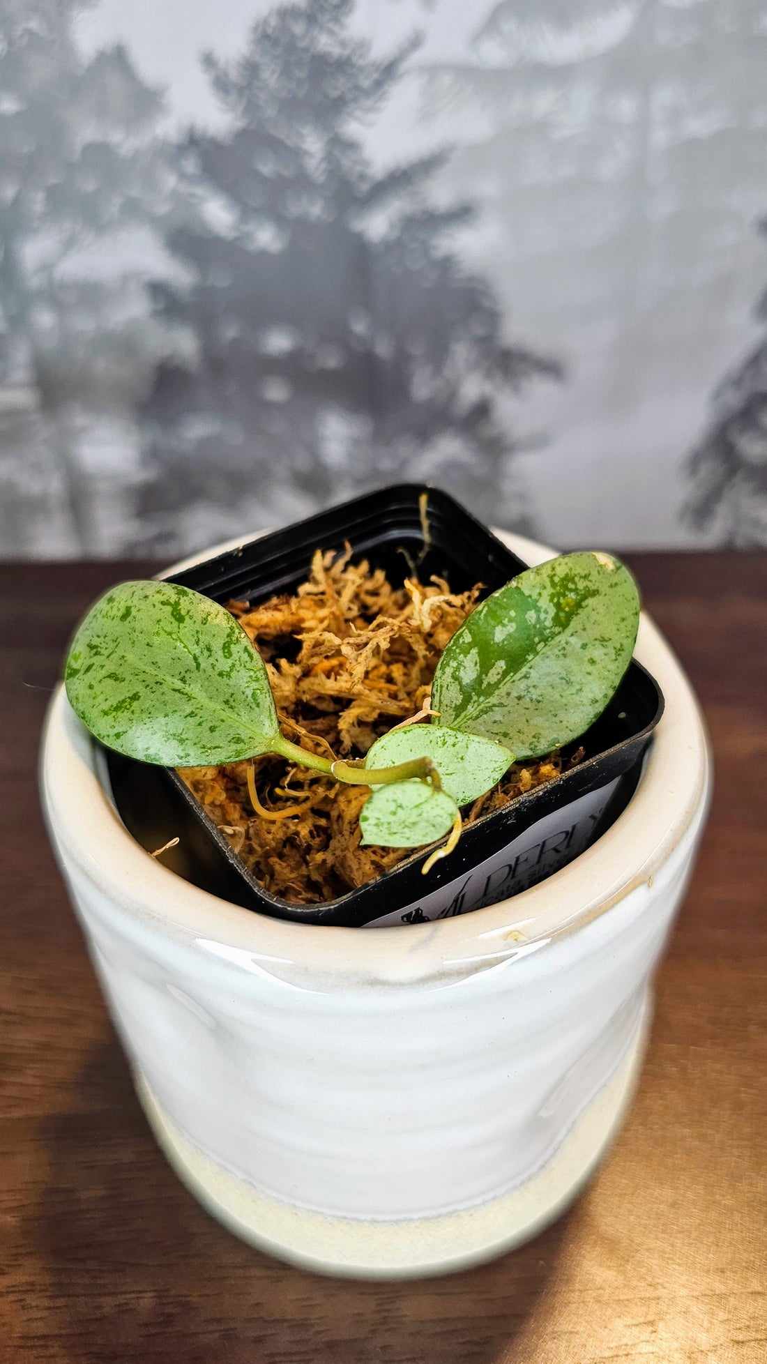 Hoya Lacunosa Sulcata silver (WH 49)