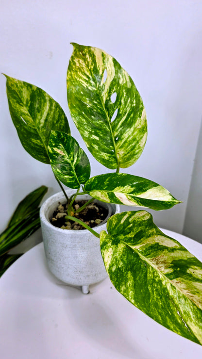 Epipremnum Pinnatum Sunburst F