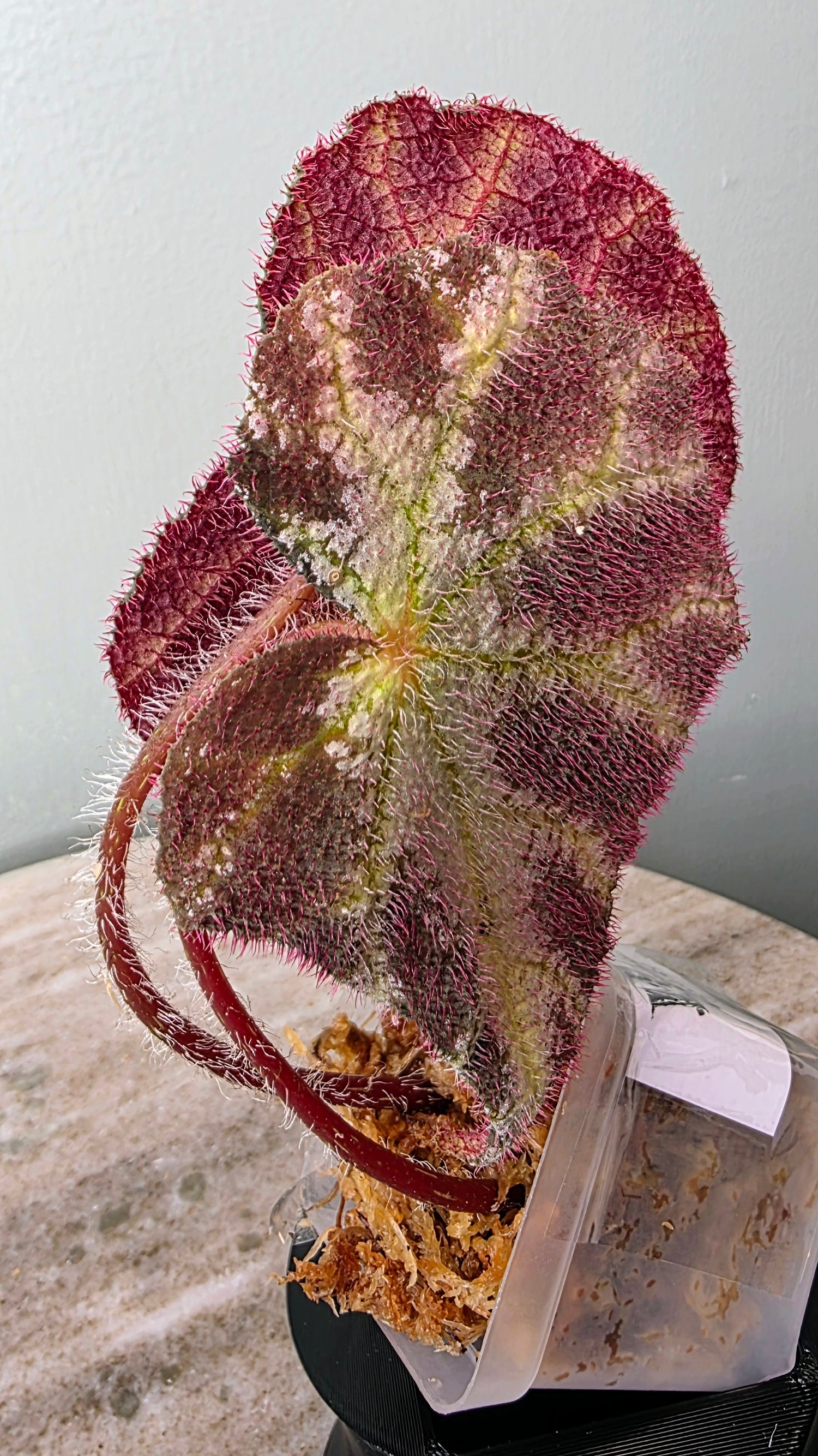 Begonia elisabethae