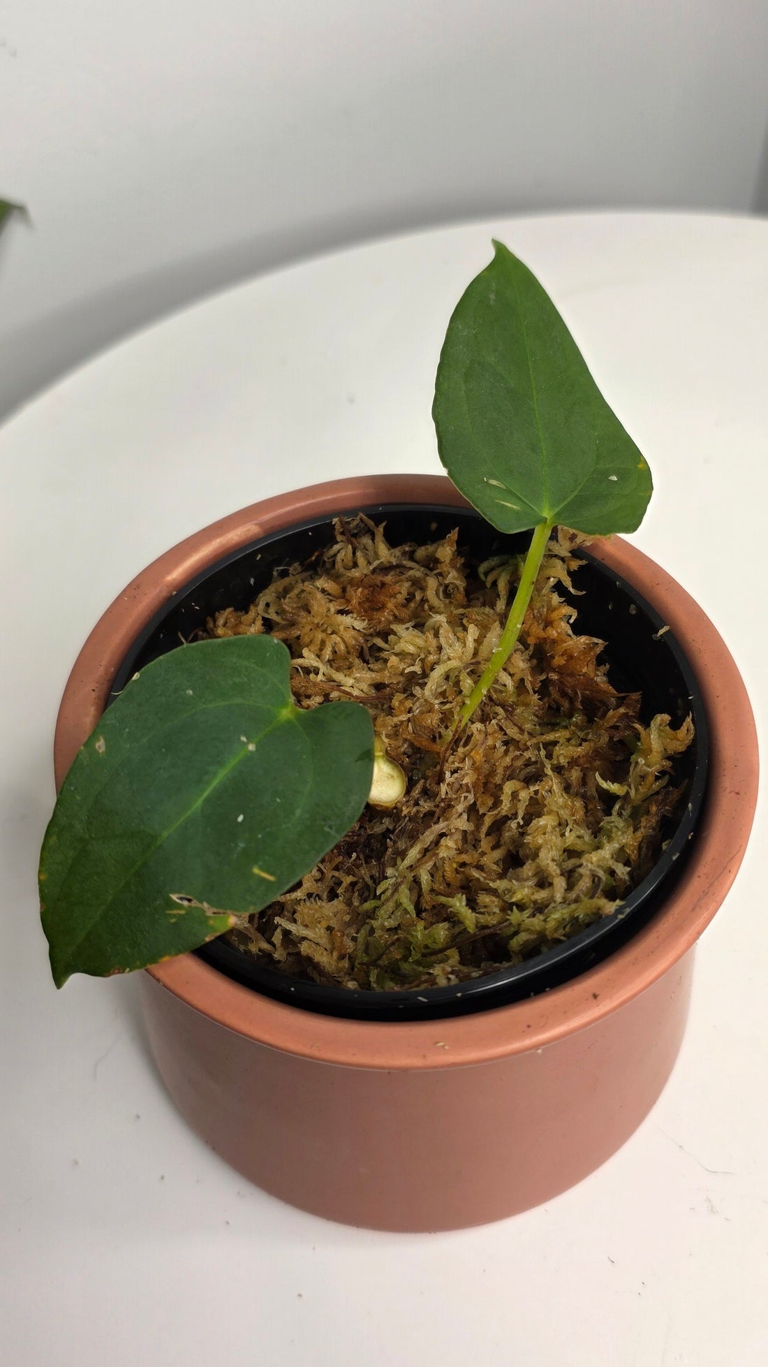 Anthurium Dark Phoenix x Xone