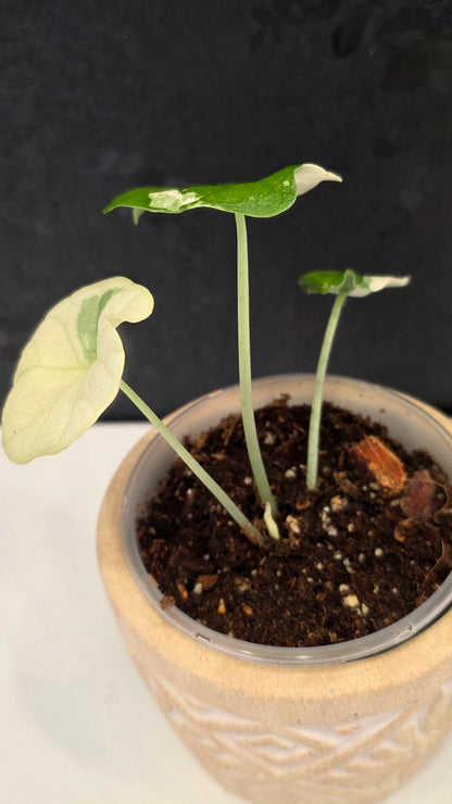 Alocasia Melo Albo E