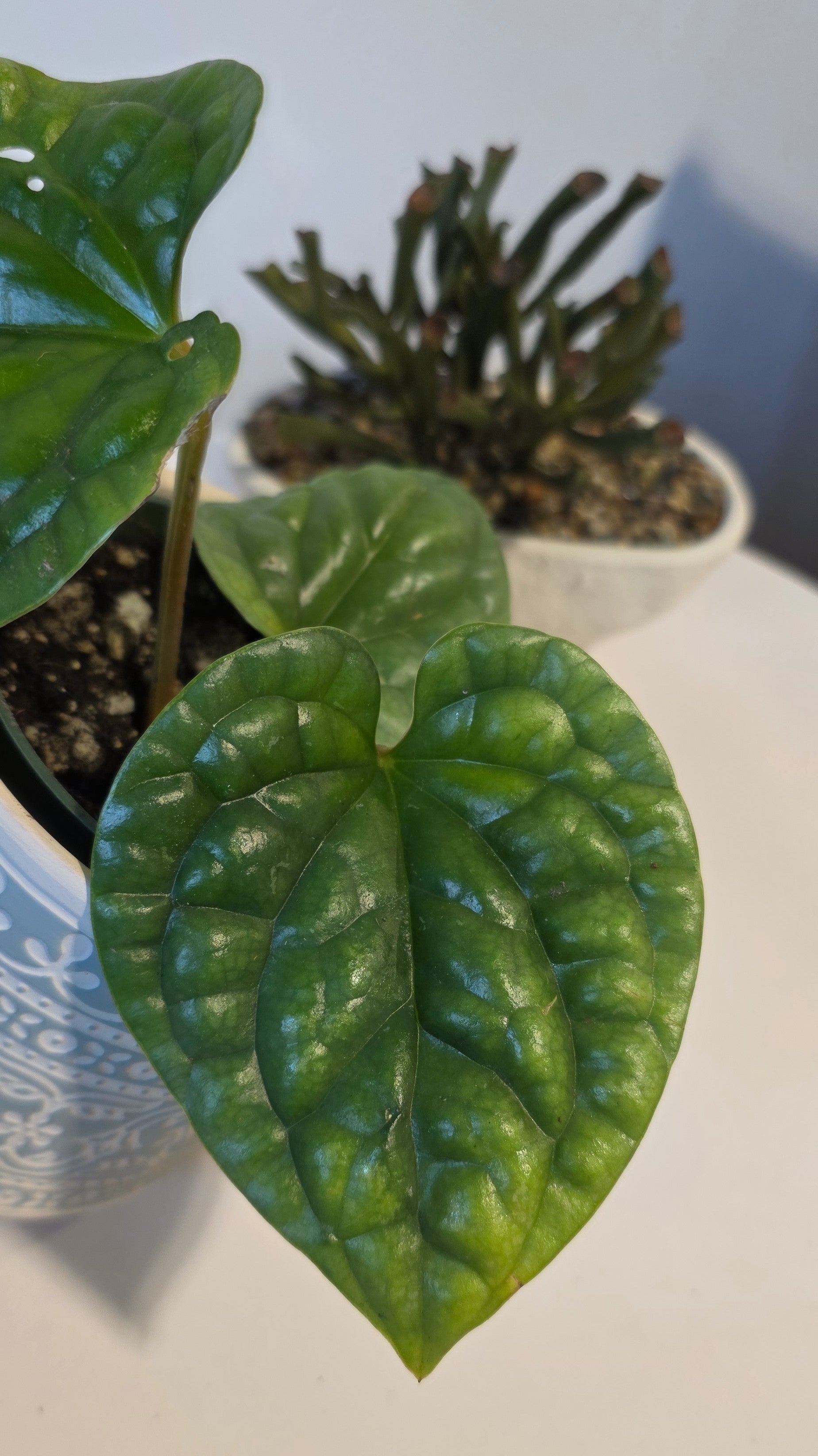 Anthurium Luxurians A