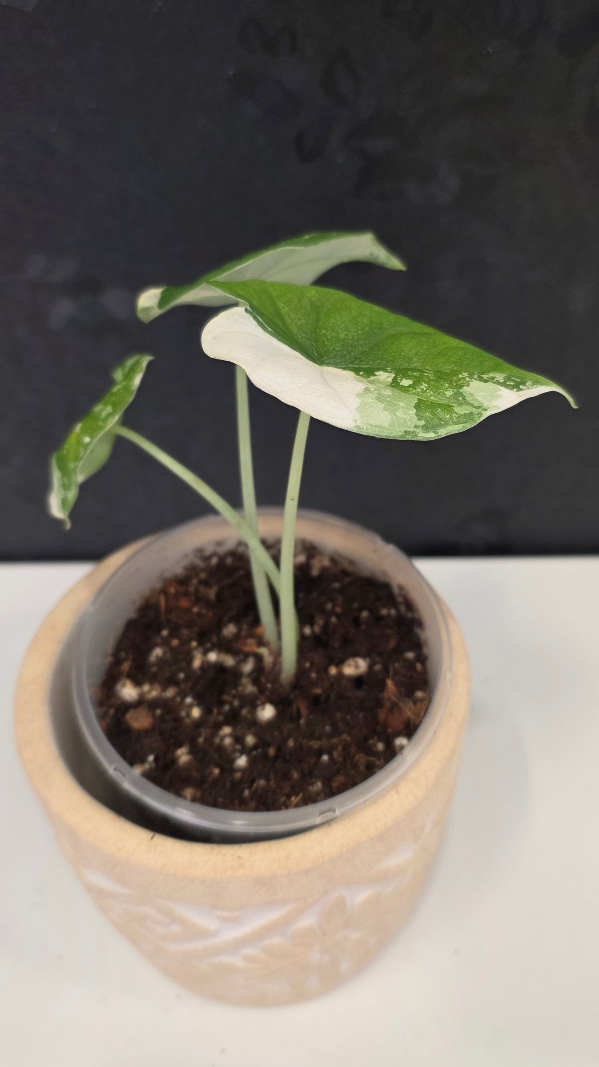 Alocasia Melo Albo C