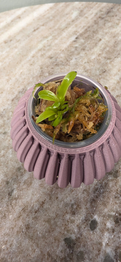 Cattleya Fulvescens Seedling