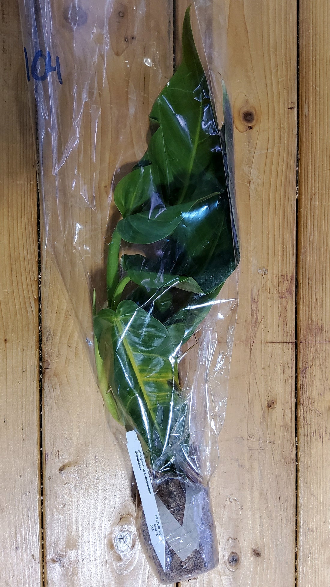 Philodendron Subhastatum Ecuagenera
