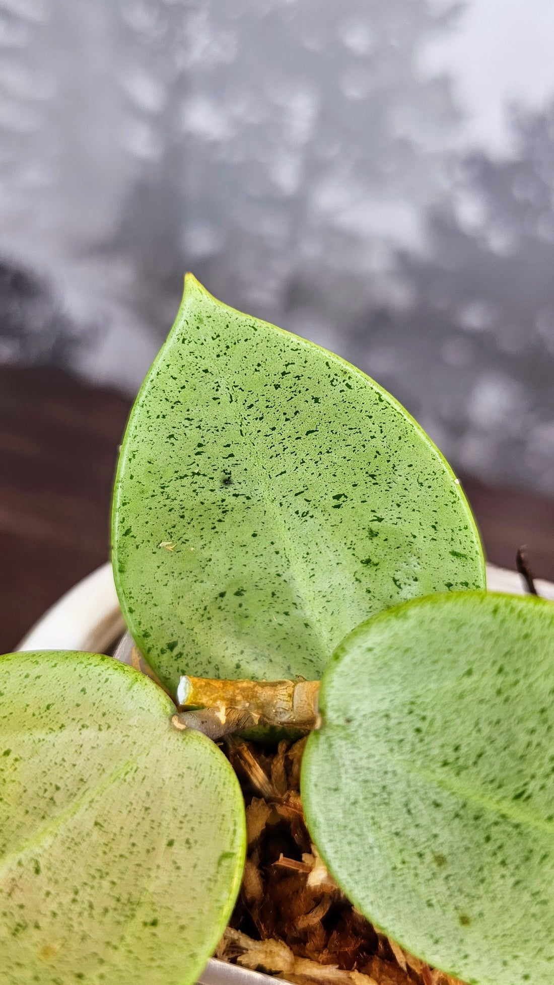 Hoya Parasitica Silver Ghost (WH 35)