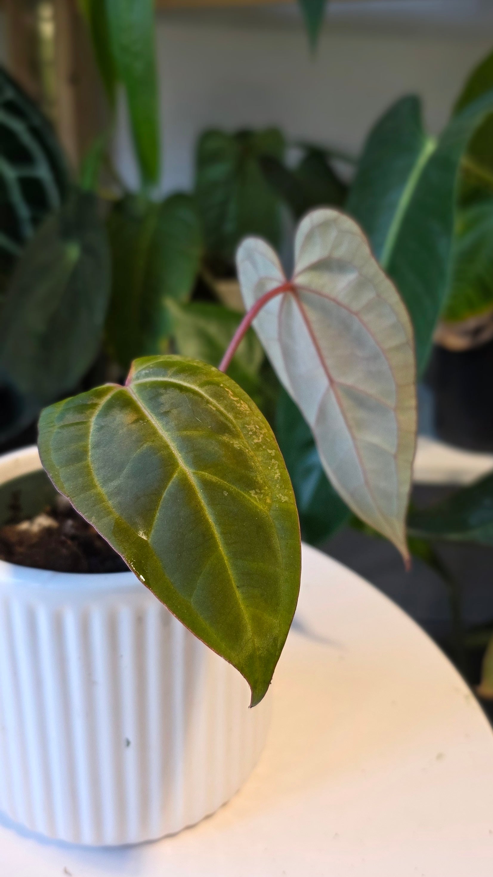Anthurium Ace of Spades Dark Form (A)