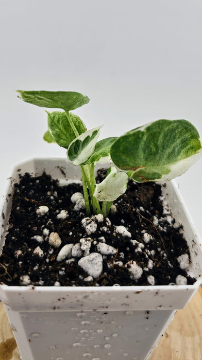 Alocasia Ninja Variegated (A)