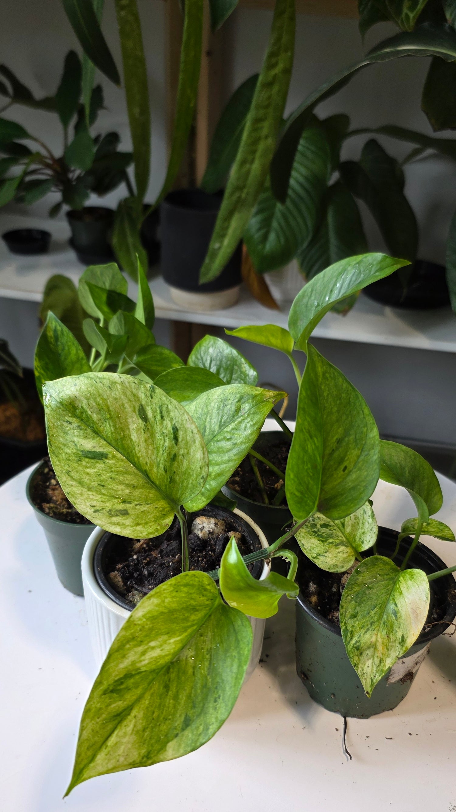 Epipremnum aureum &