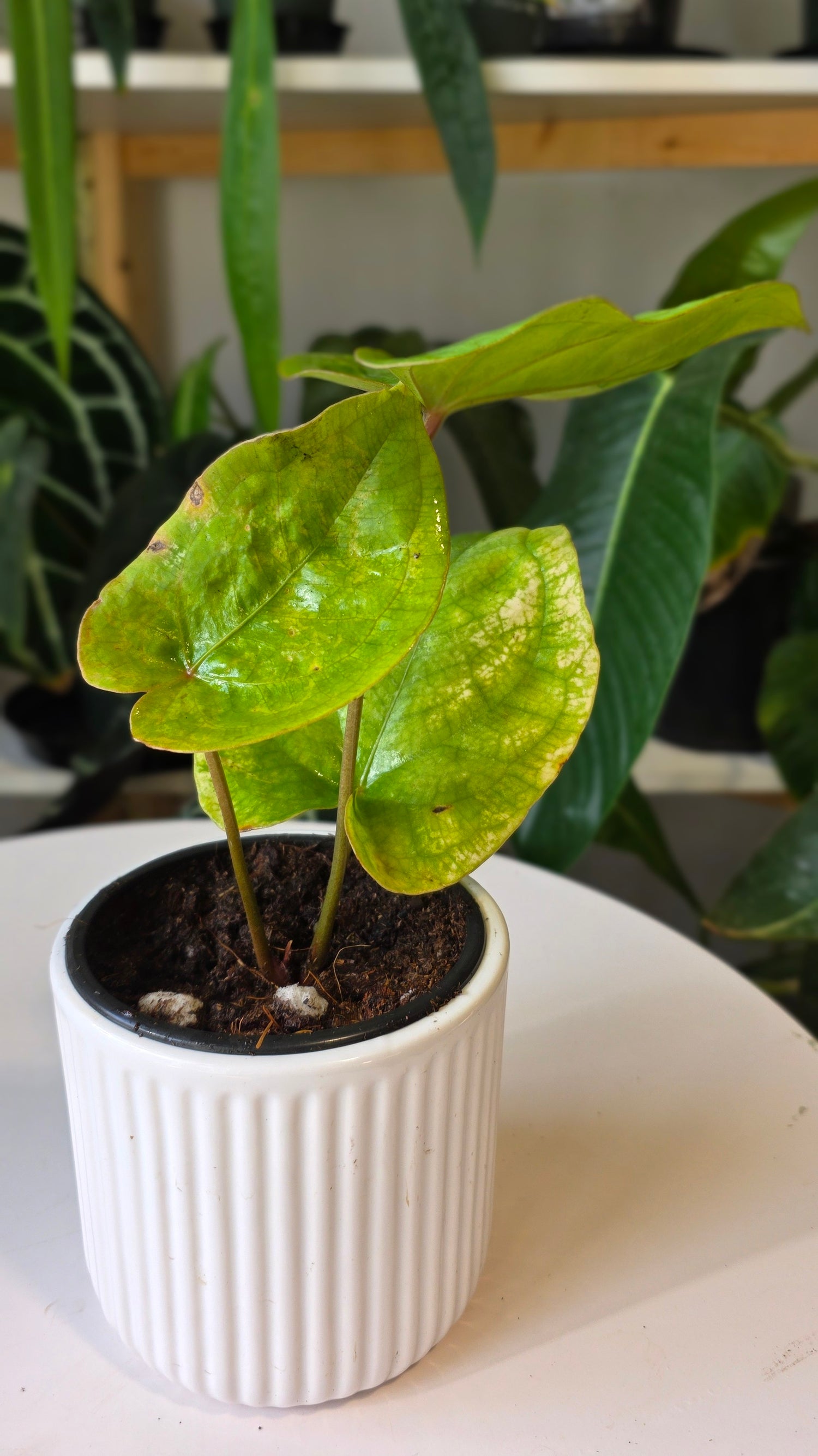 Anthurium Forgetii x Eastern Dressleri (C)