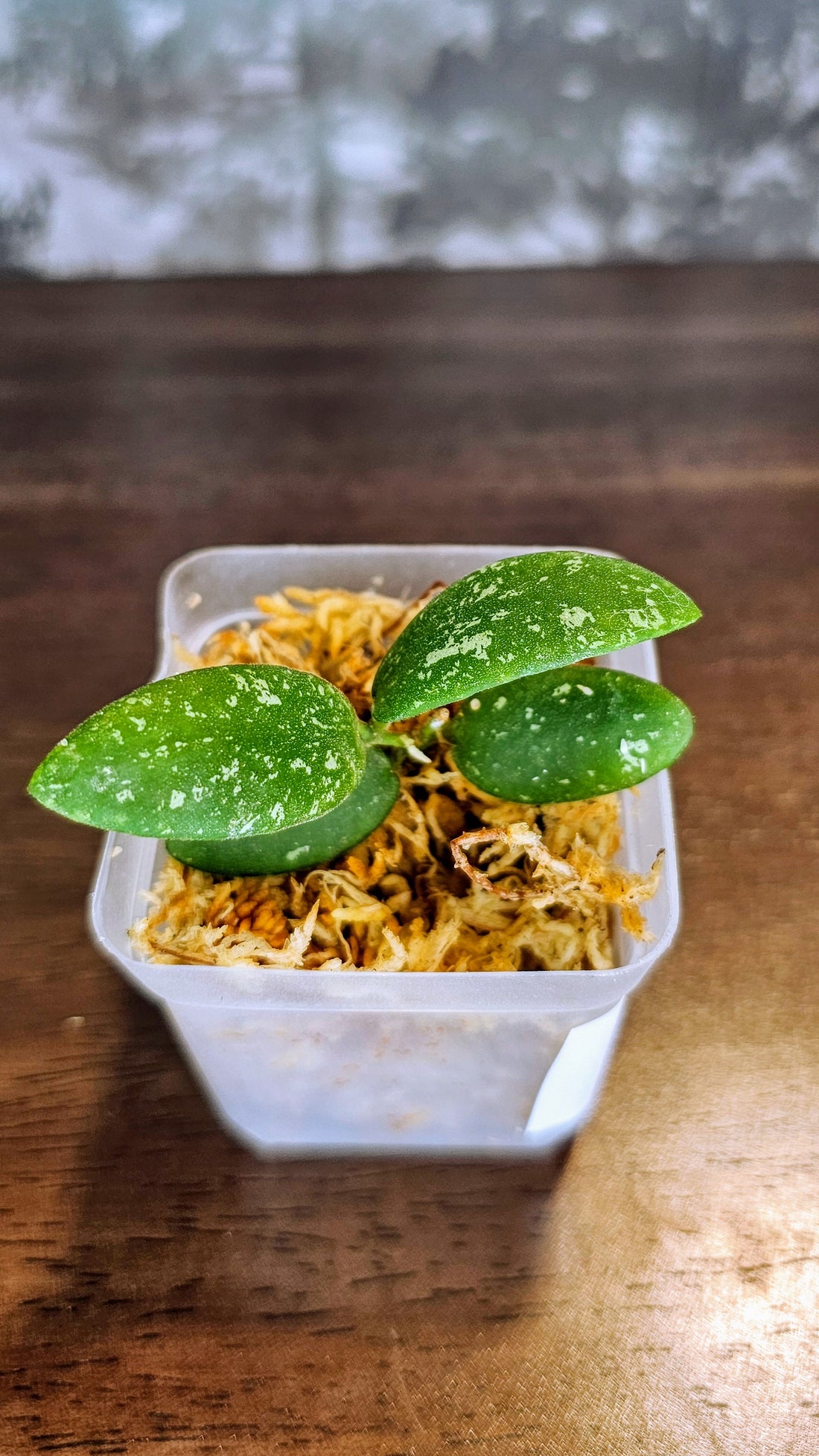 Hoya sp. VL9 (WH 14)