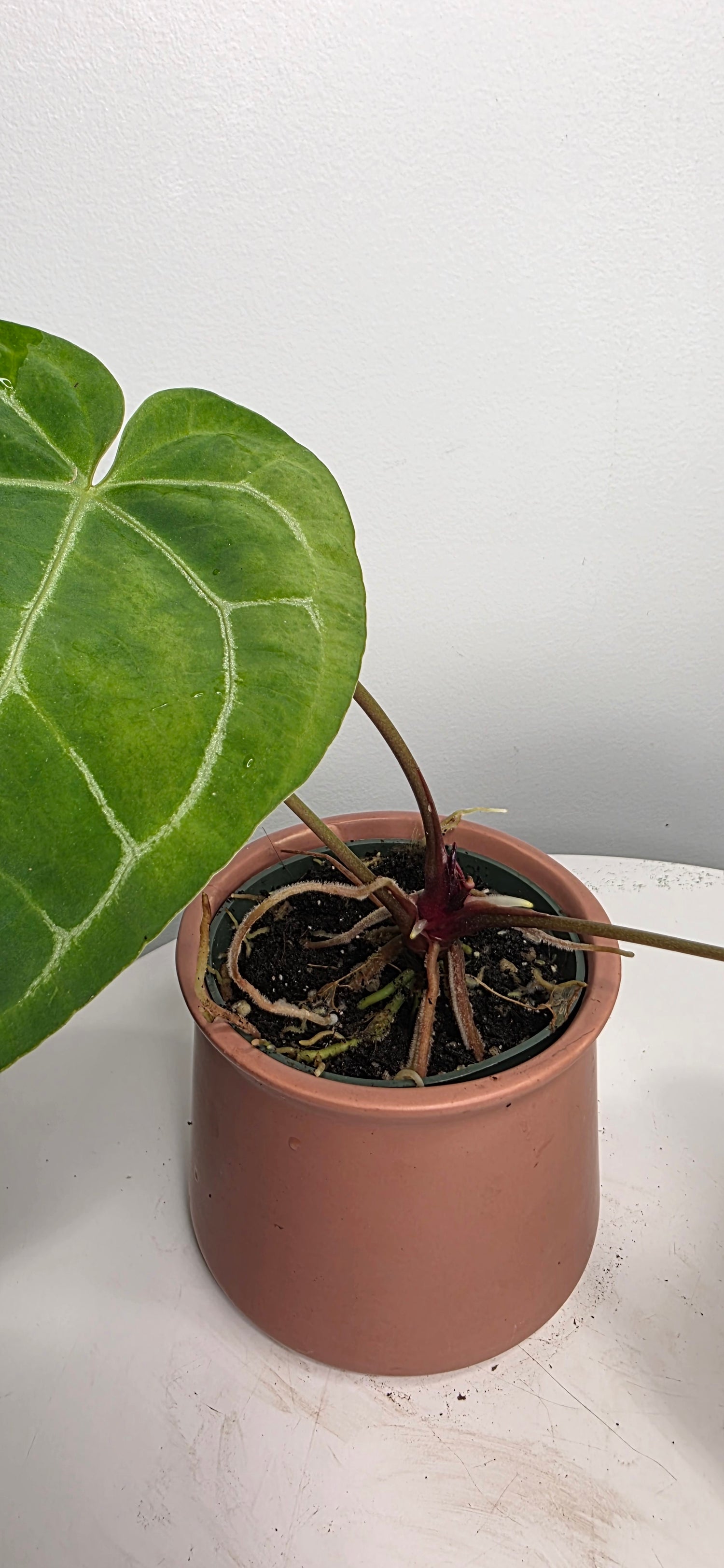 Anthurium Black Velvet C