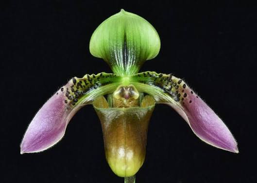 Paphiopedilum appletonianum